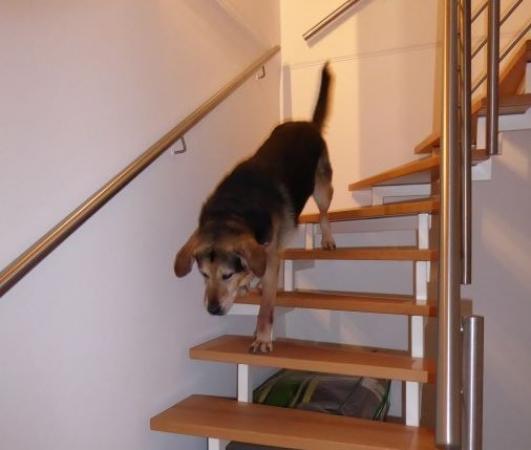 Hundesocken Stufenhauben für den Hund Rutsch Schutz